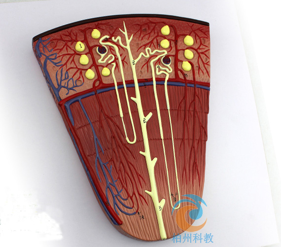 �I��λģ��