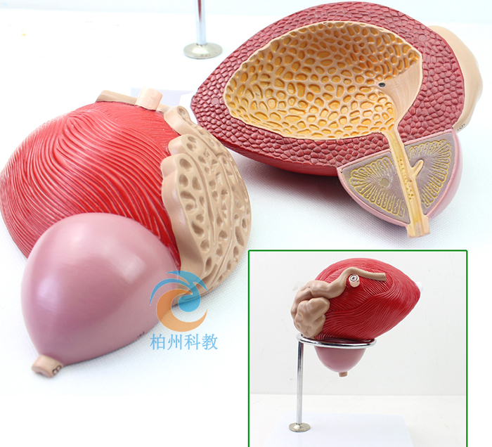 ���׸�ǰ���ٽ��ʽY(ji��)��(g��u)�Ŵ�ģ��