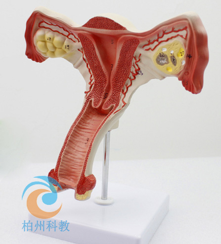 Ů�ԃ�(n��i)��ֳ��ģ��