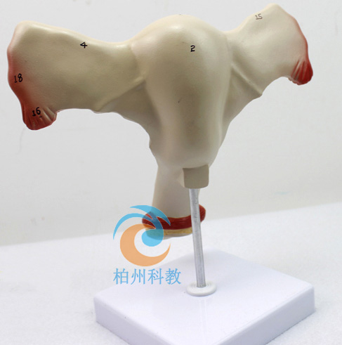 Ů�ԃ�(n��i)��ֳ��ģ��