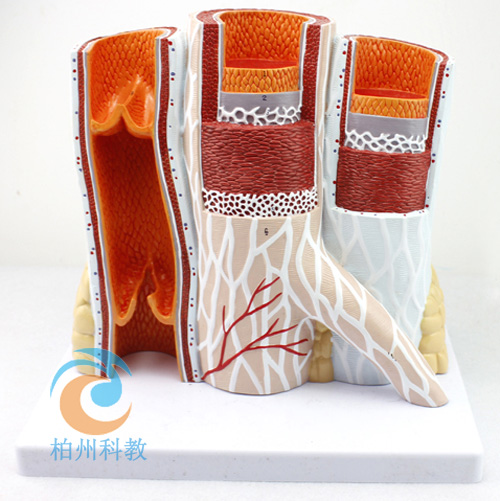 ��(d��ng)�o�}��(g��u)��ģ��