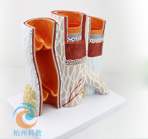 ��(d��ng)�o�}��(g��u)��ģ��