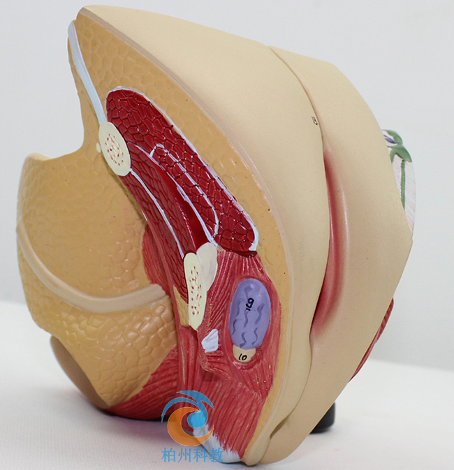 Ů�ԃ�(n��i)����ֳϵ�y(t��ng)����ģ��