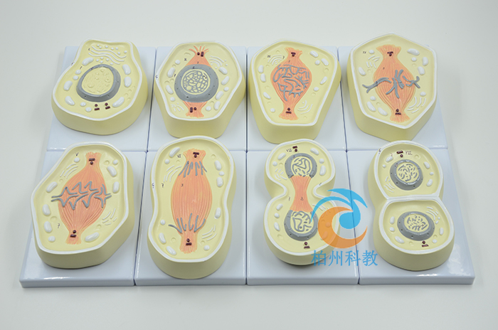 ��(x��)���нz����ģ��