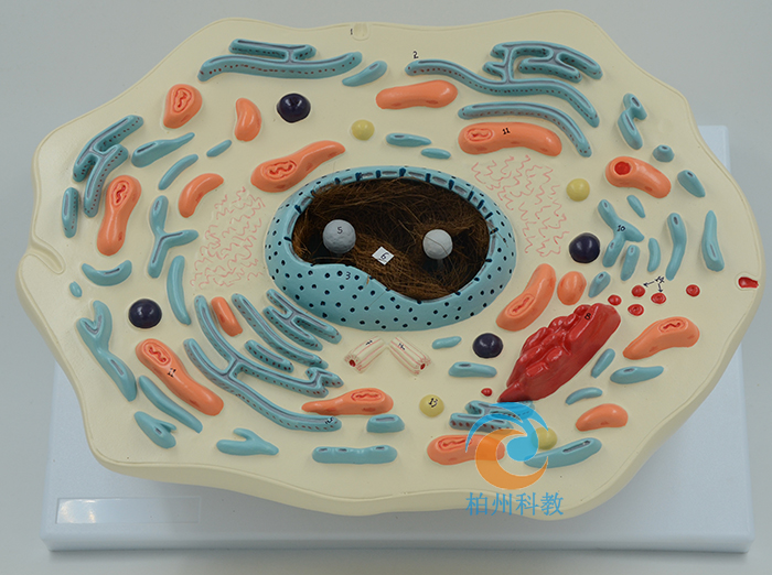 ���：���@΢�Y(ji��)��(g��u)ģ��