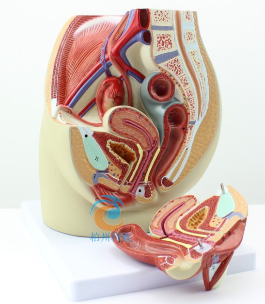 Ů����ǻ����ʸ����ģ��