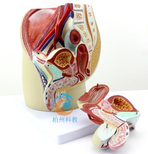 ������ǻ����ʸ����ģ��(4����)