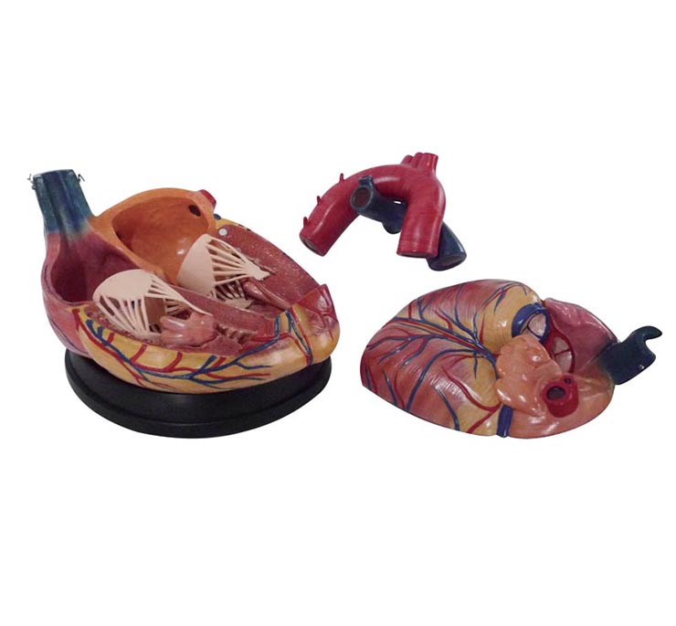 �������K���ʷŴ�ģ��