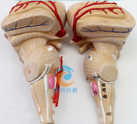 ���X��(d��ng)�}����(j��ng)�Xģ��