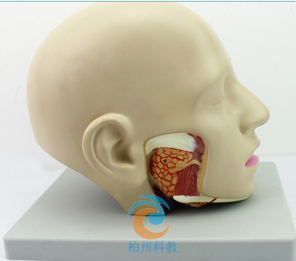 �^������ģ�ͣ�4������