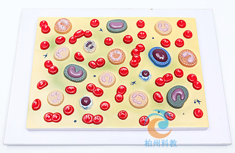 �t��(x��)��ģ��