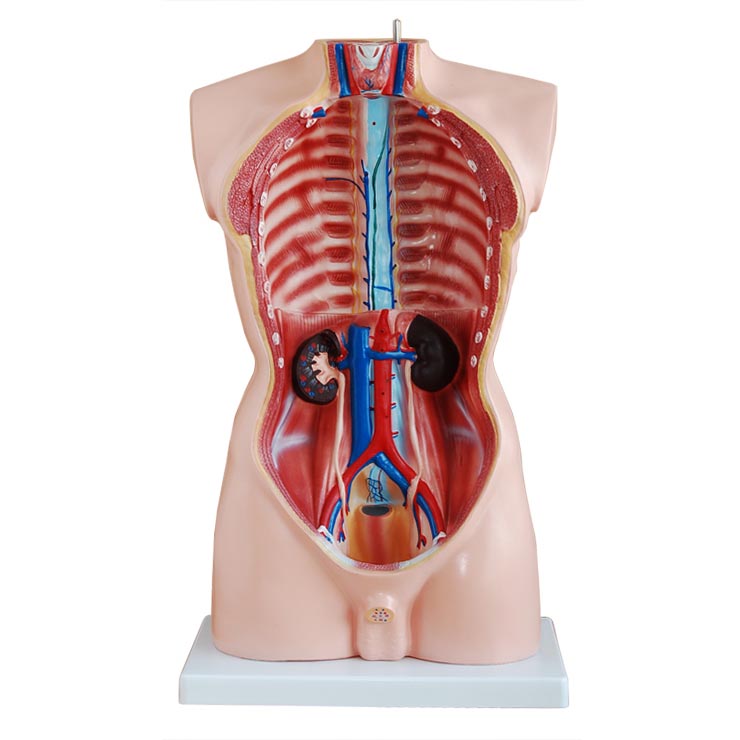 �����|��ģ��85cm��19����