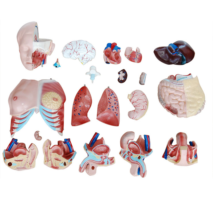 ���Ի��Q�|��ģ��85cm(21��)