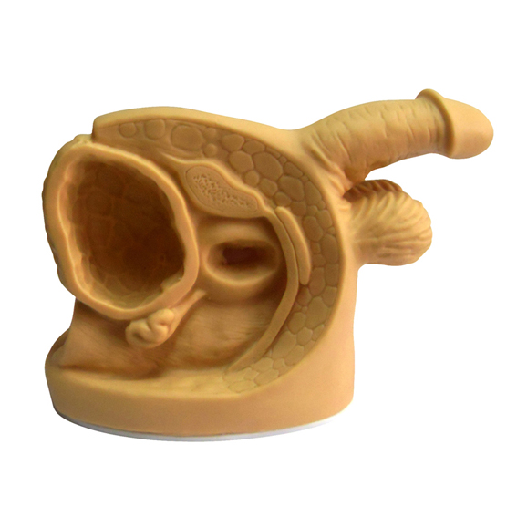 ���ԃ�(n��i)����ֳ��������ģ��