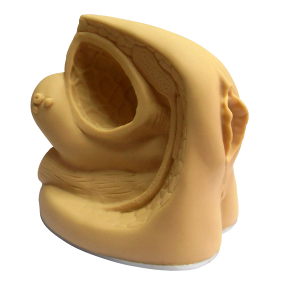 Ů�ԃ�(n��i)����ֳ������(d��o)��ģ��