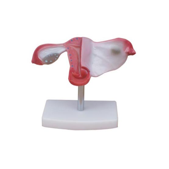 ��Ȼ���ӌmģ��