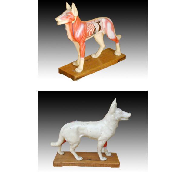 ���wᘾ�ģ��