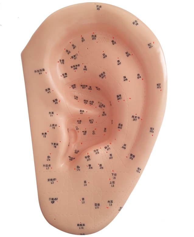 ���D(zhu��n)ʽ�냺�^Ƥ�o�}����ģ��