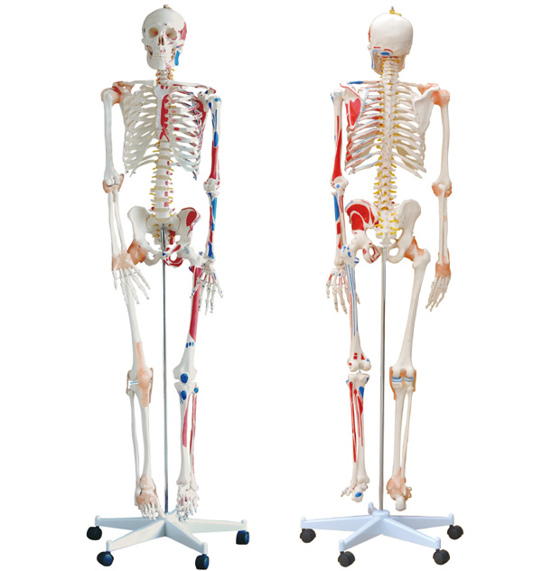 ���w������߅������ɫ��߅���g��ģ��