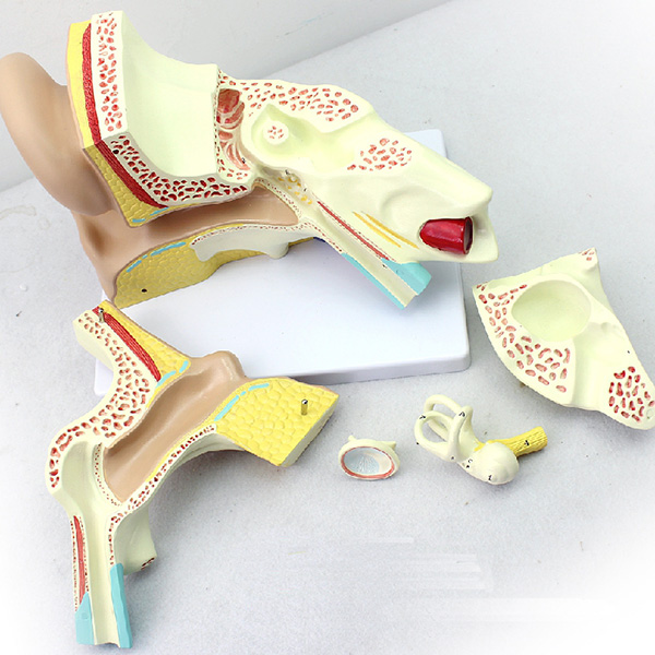 ����������ʽY(ji��)��(g��u)ģ�ͣ�5����