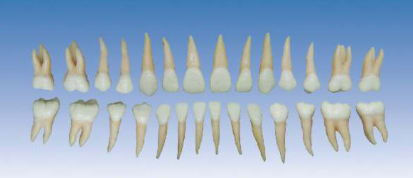 �pɫ����ģ��