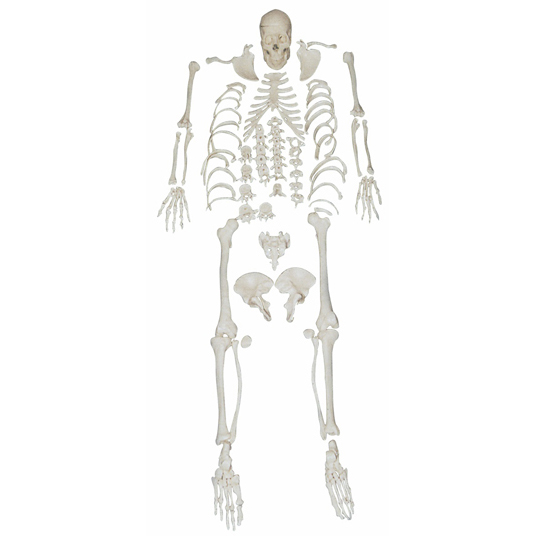 ���wȫ��ɢ��ģ��(��Ȼ��)