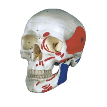 ��Ȼ���^�B�Ǽ�����ɫģ��