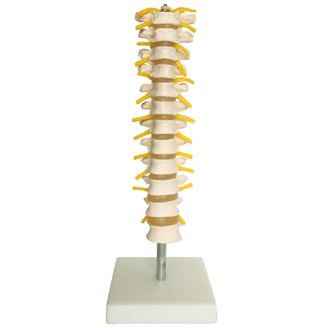 ������׵��ģ��