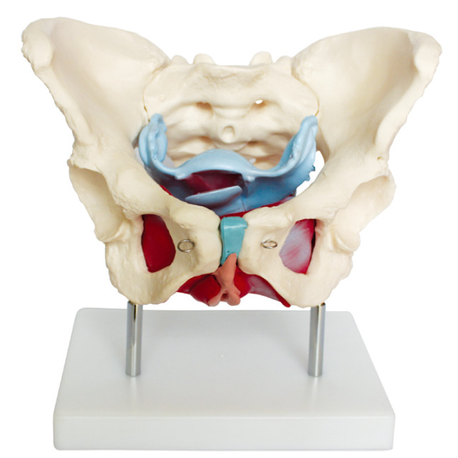 Ů�Թ��輰��׼���ģ��