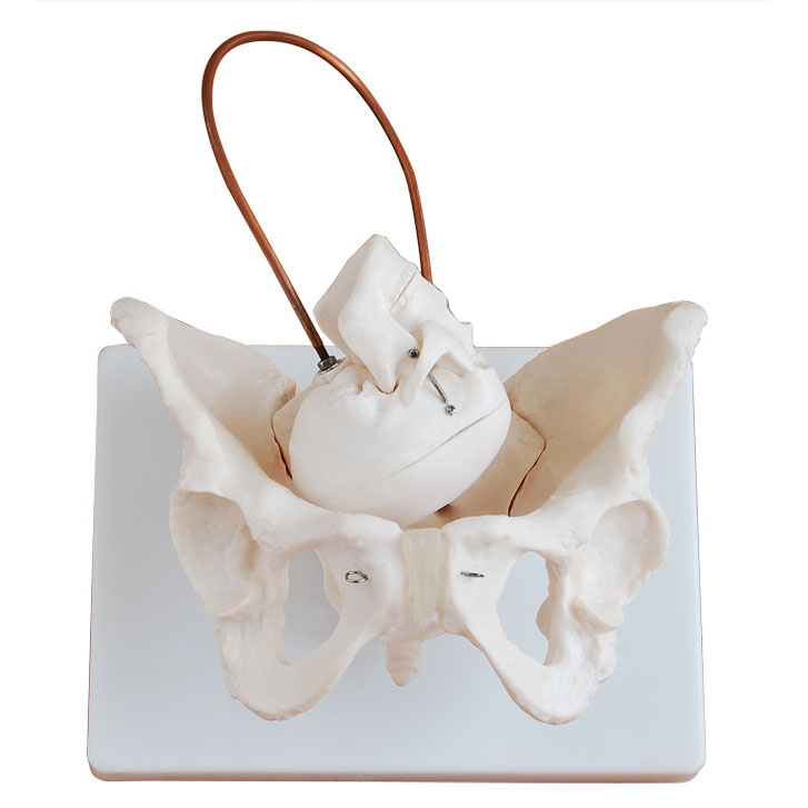 ���a(ch��n)ʾ�̹���ģ��