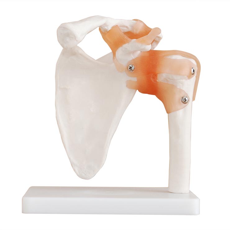 ���P(gu��n)��(ji��)ģ�ͣ���Ȼ��