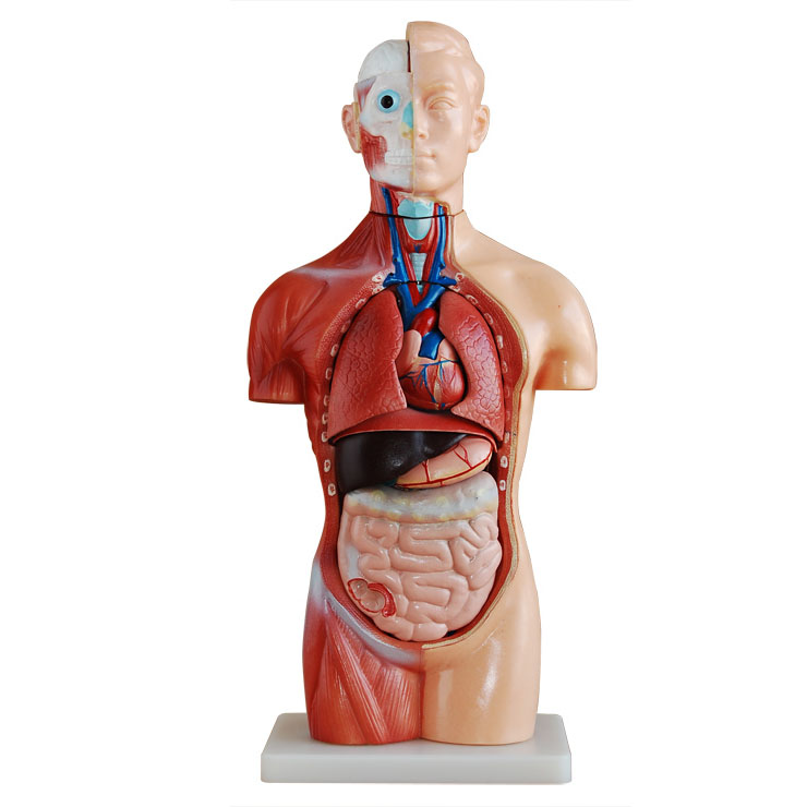 �o���|��ģ��42CM(18��)