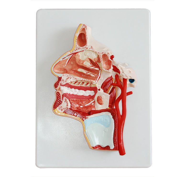 �^��?j��)?n��i)��(c��)��Ѫ����(j��ng)ģ��