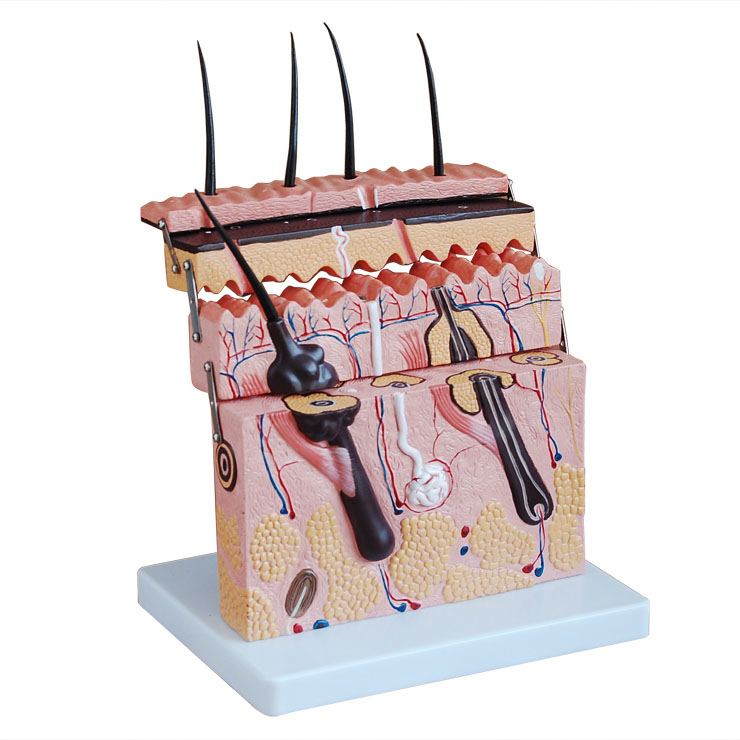 Ƥ�w����ģ��