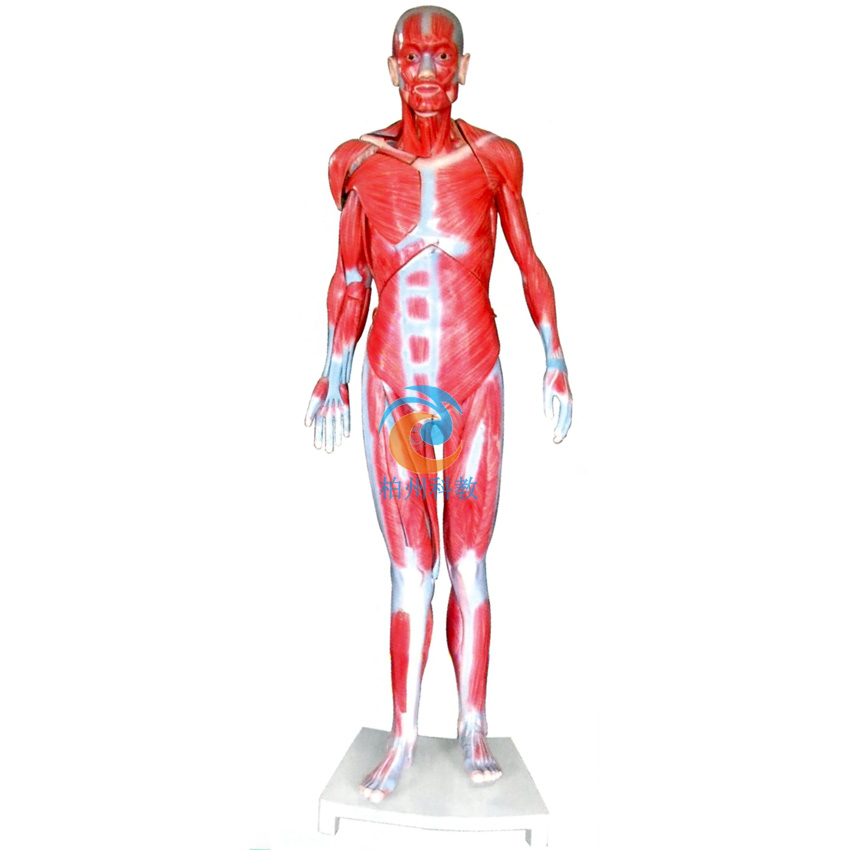 ȫ���������ģ��(��Ȼ��)