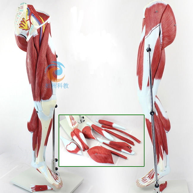 ��֫���⸽��ҪѪ����(j��ng)ģ��