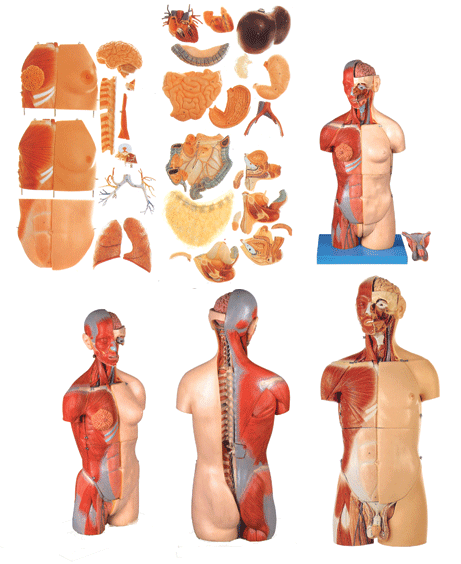 ������Ů������Ի��Q�����(n��i)�K�����_��ʽ�^�i�|��ģ��