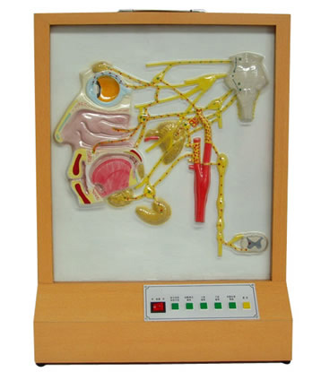 �^�沿������(j��ng)�ֲ�늄�ģ��