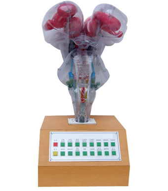 �Z(y��)����ʾ늄�(d��ng)�X��ģ��(����)