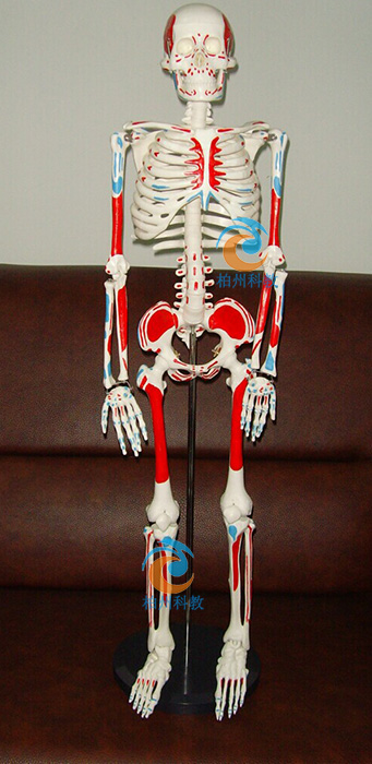 ���w������������ֹ�c(di��n)��ɫģ��