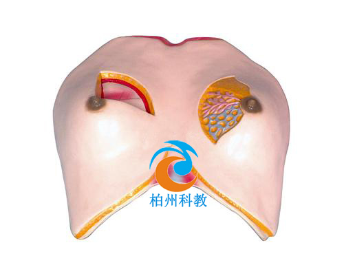 �鷿����ģ��