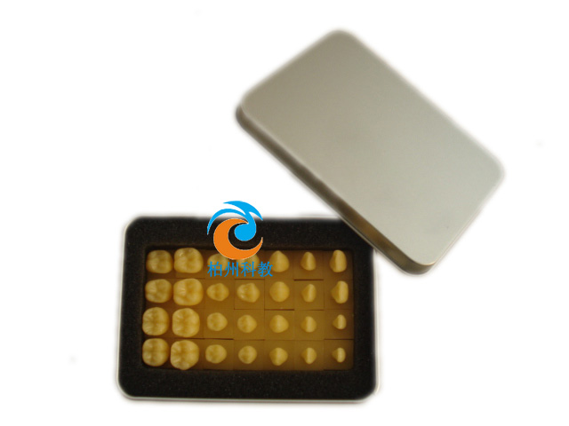 �o���������wģ�ͣ�1.2����