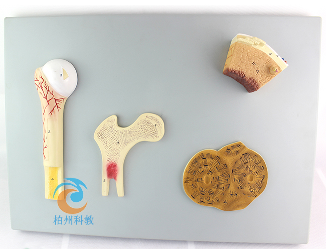 �ǵĘ�(g��u)��ģ��