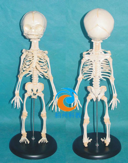 ̥������ģ��