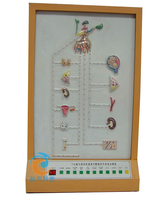 �����X�c���w�ļ��،�����������늄�ģ��