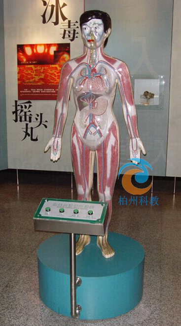 ΢��X���w����ѪҺѭ�h(hu��n)��ʾģ��(��Ȼ��)