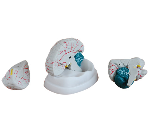 �����X����ģ��