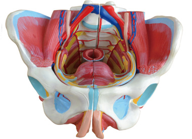 �߼�Ů�Թ��踽��ֳ���cѪ����(j��ng)ģ��