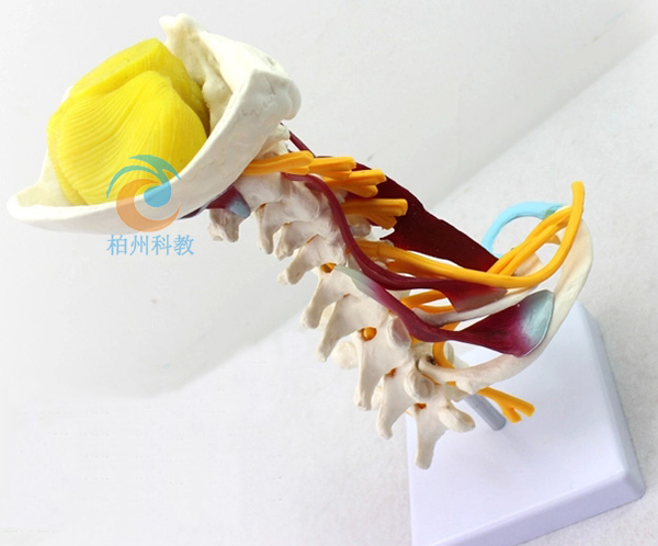 �߼�(j��)�i׵������ģ��