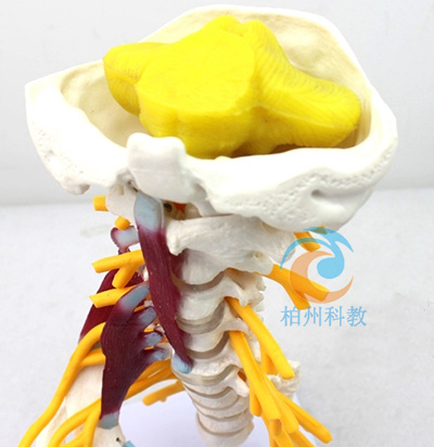 �߼�(j��)�i׵������ģ��